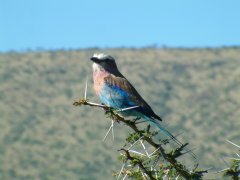 17-Lilac-breasted Roller